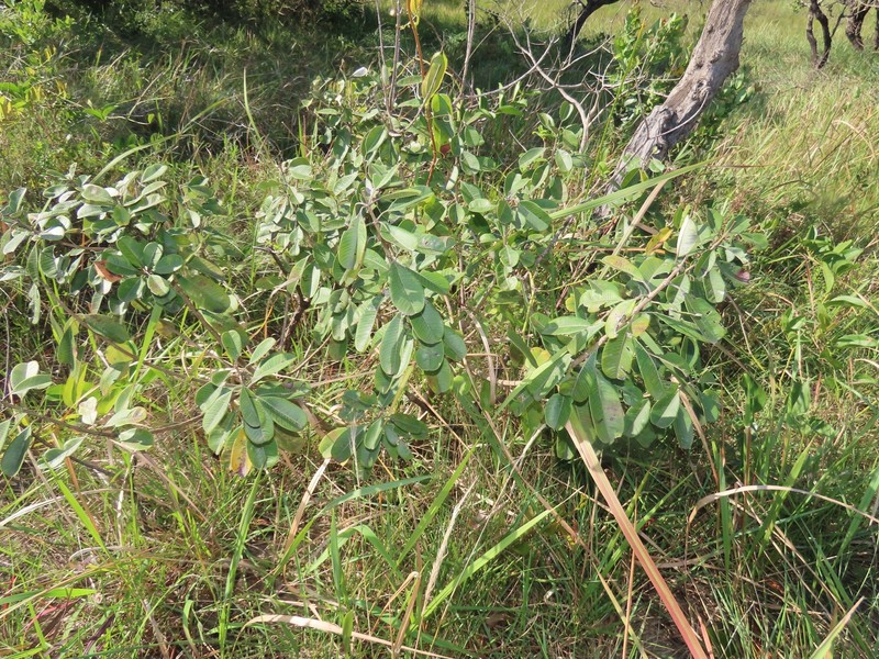 Ozoroa obovata var. obovata photo 4