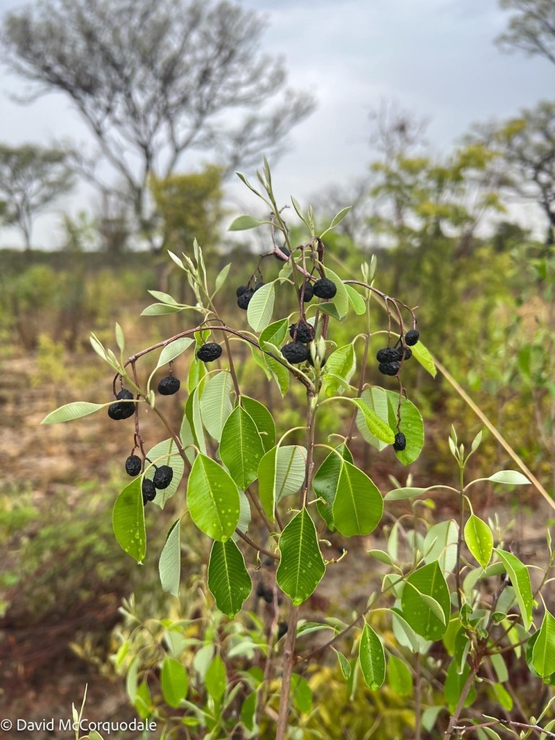 Ozoroa okavangensis
