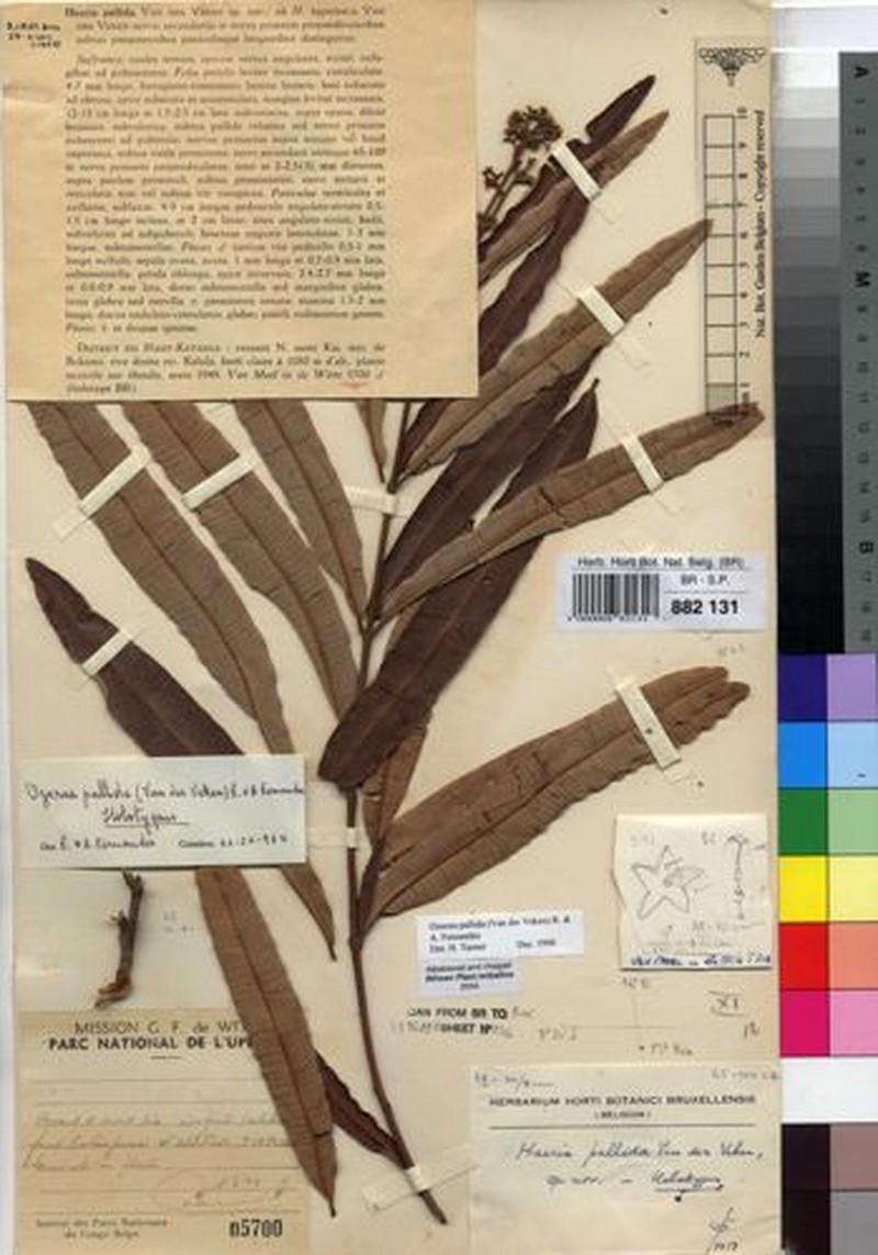 Ozoroa pallida