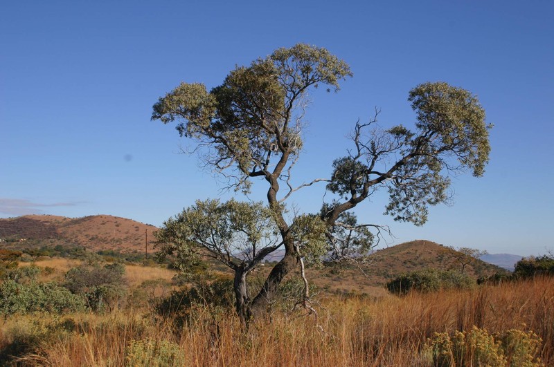 Ozoroa paniculosa