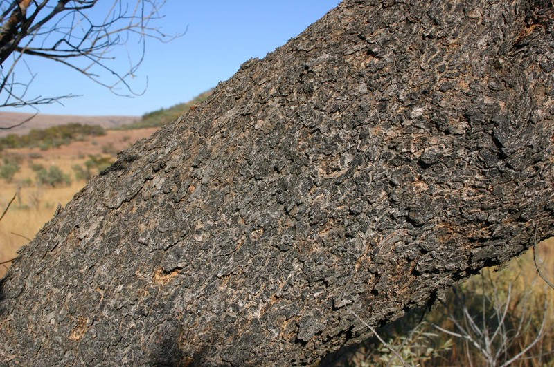 Ozoroa paniculosa photo 3