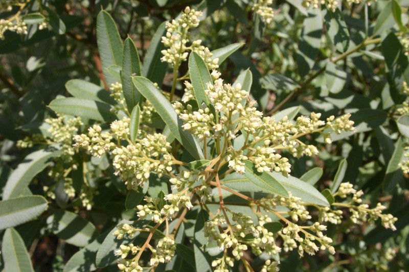 Ozoroa paniculosa photo 4