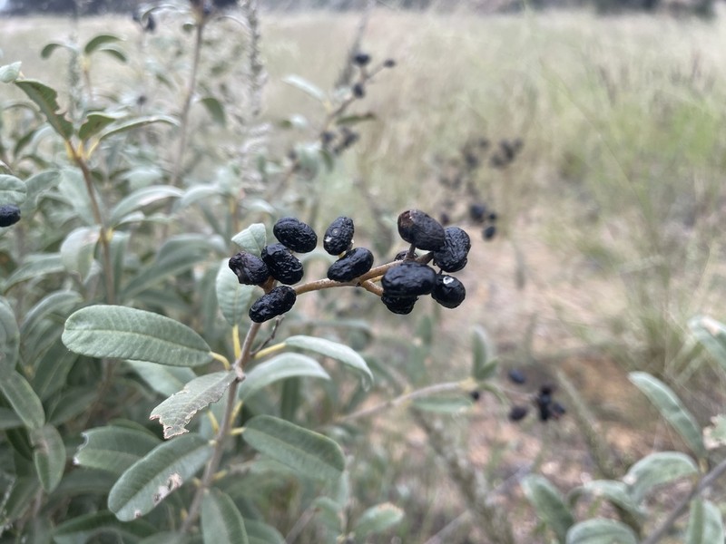 Ozoroa paniculosa photo 5