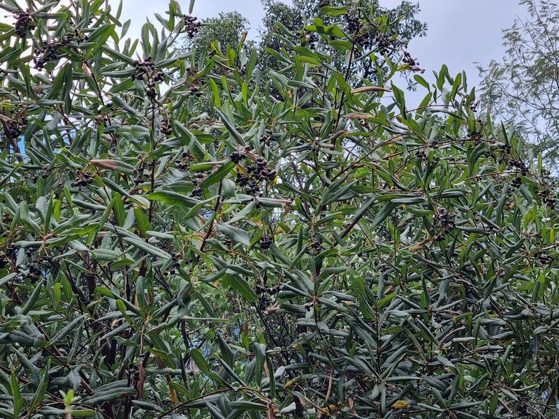 Ozoroa paniculosa photo 6