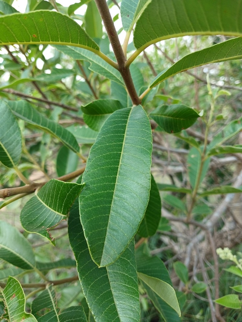 Ozoroa paniculosa photo 7