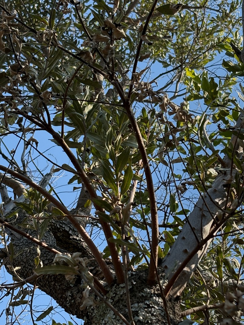 Ozoroa paniculosa var. paniculosa