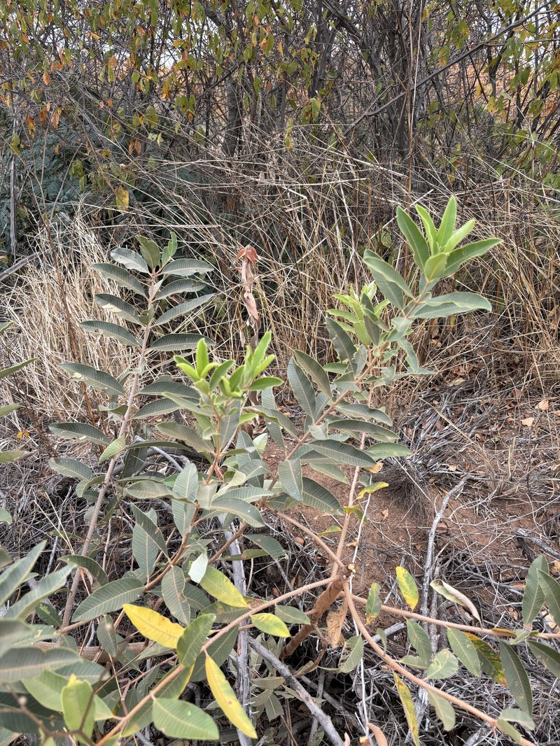 Ozoroa paniculosa var. paniculosa photo 3