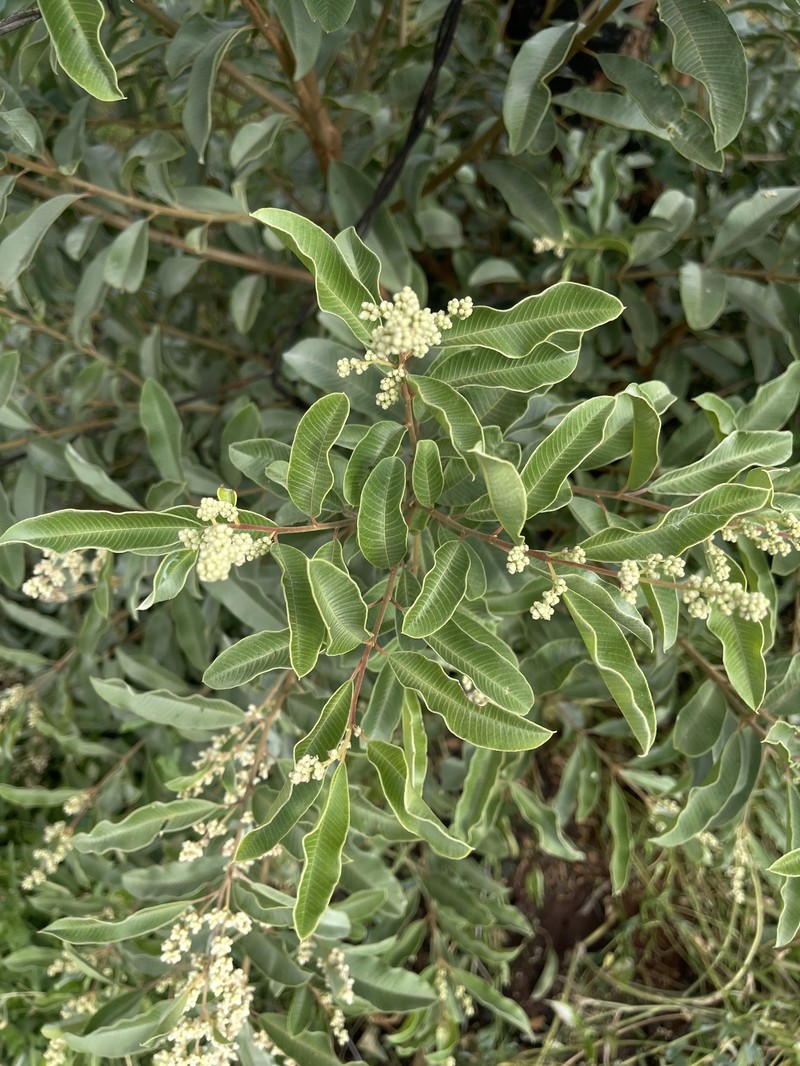 Ozoroa paniculosa var. paniculosa photo 4