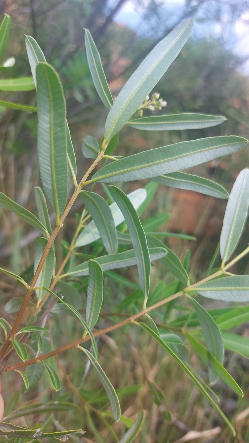 Ozoroa paniculosa var. salicina photo 2
