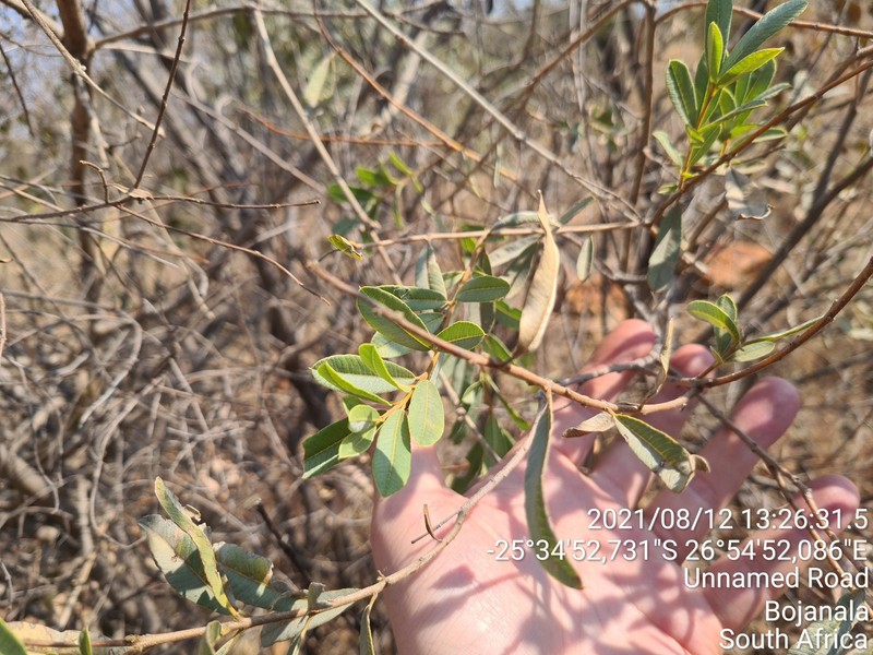 Ozoroa paniculosa var. salicina photo 3