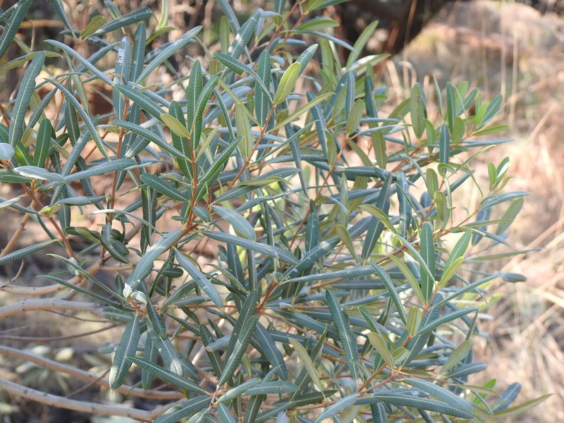 Ozoroa paniculosa var. salicina photo 4