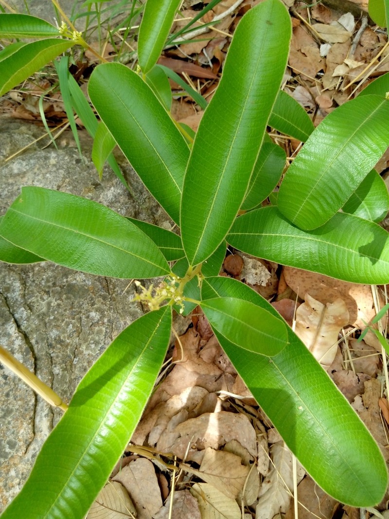 Ozoroa pulcherrima