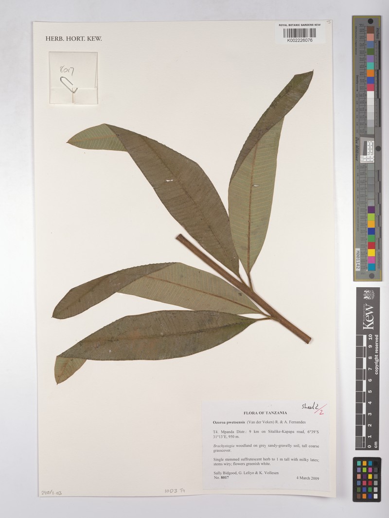 Ozoroa pwetoensis