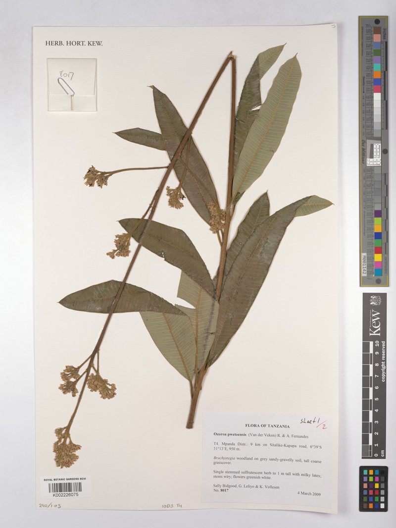 Ozoroa pwetoensis photo 2