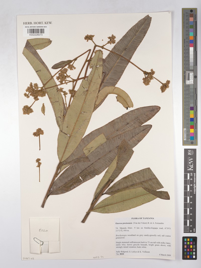 Ozoroa pwetoensis photo 3