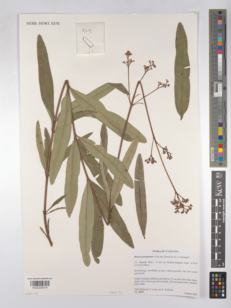 Ozoroa pwetoensis photo 4