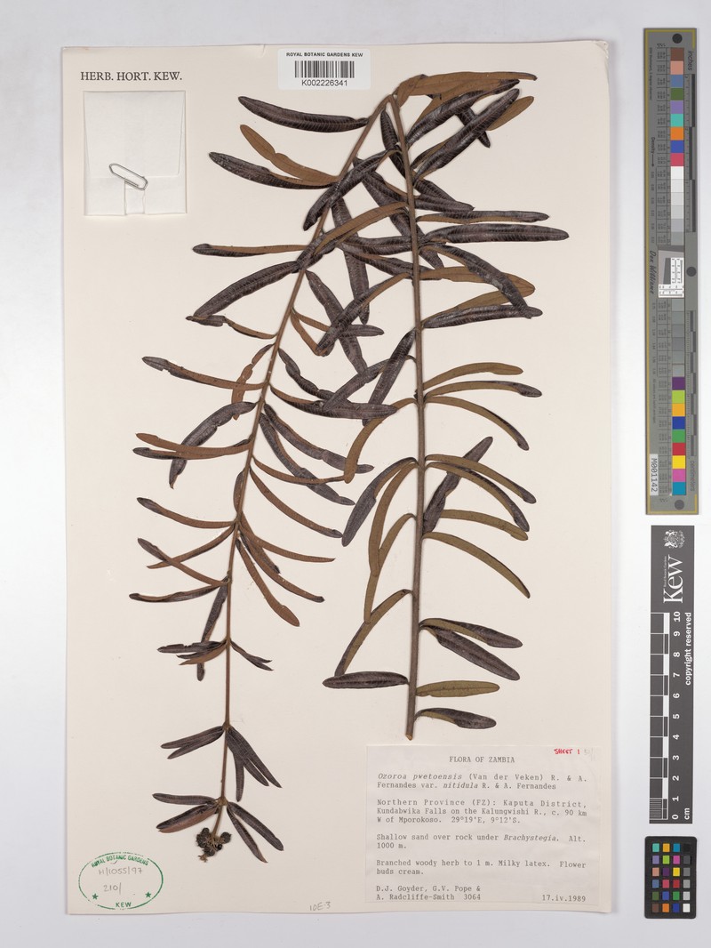 Ozoroa pwetoensis var. nitidula