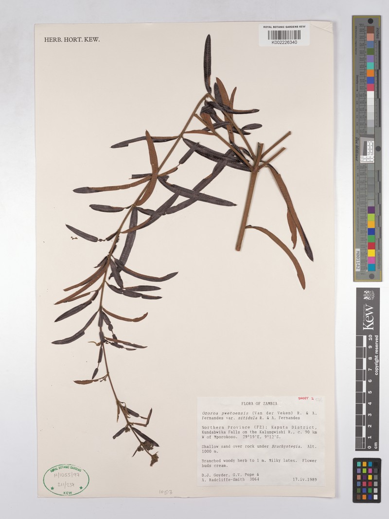 Ozoroa pwetoensis var. nitidula photo 2