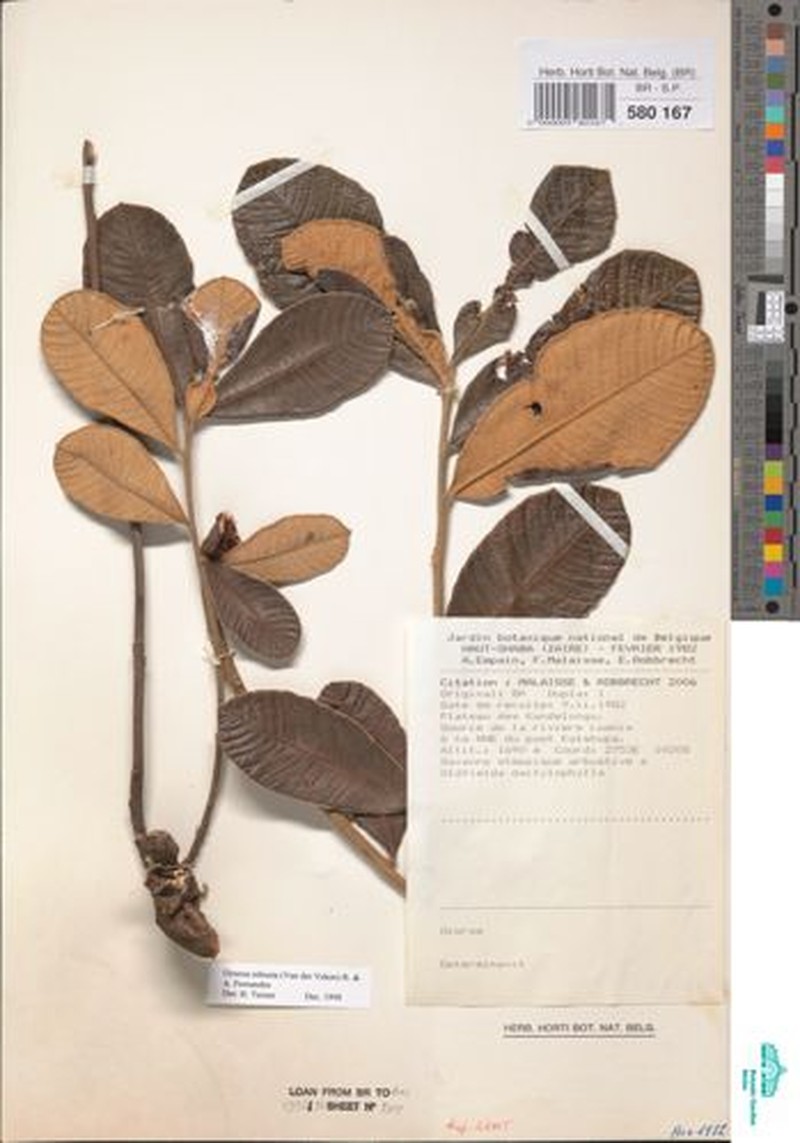 Ozoroa robusta