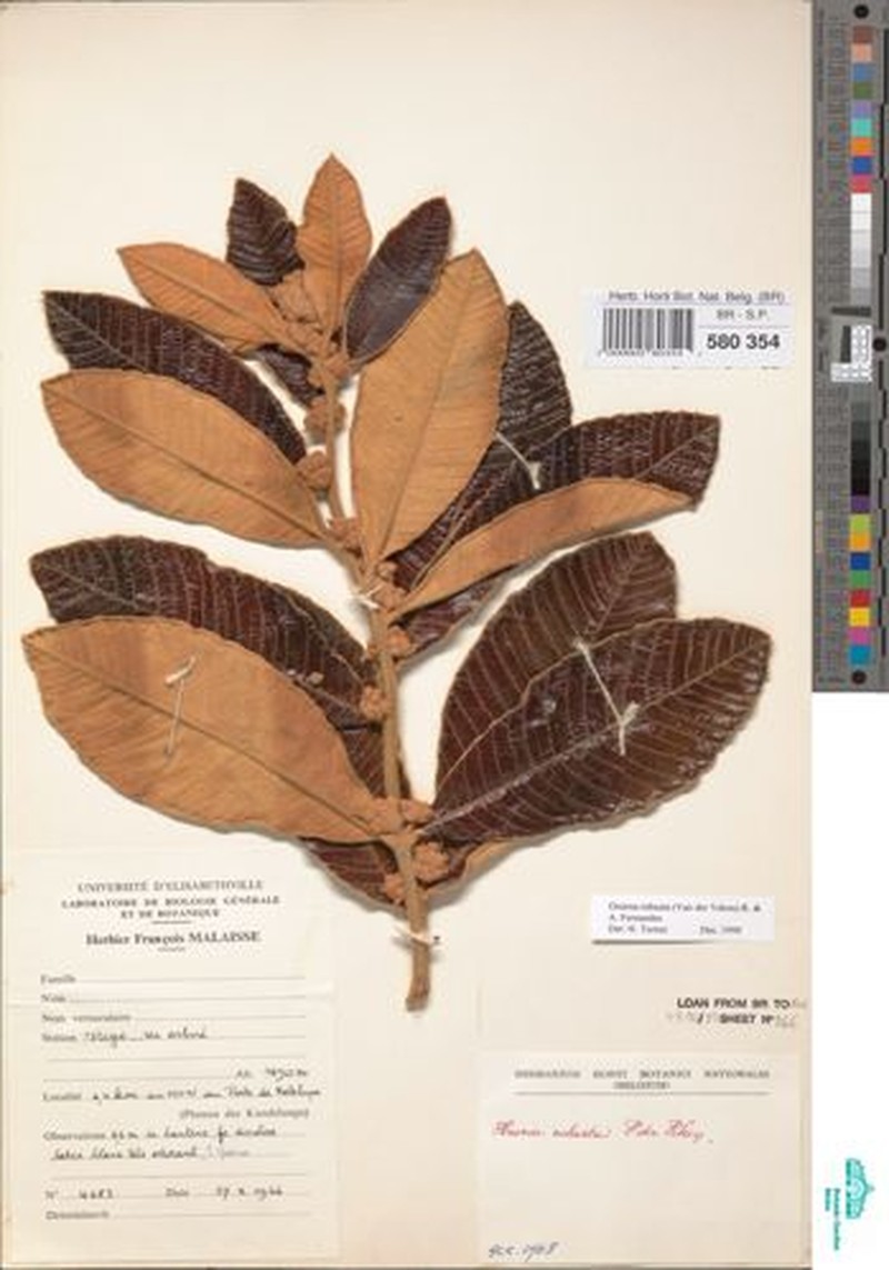 Ozoroa robusta photo 2