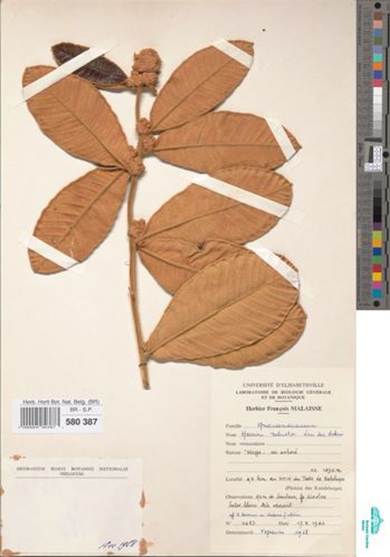 Ozoroa robusta photo 3