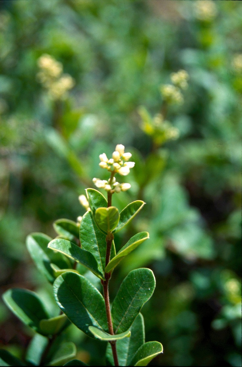 Ozoroa schinzii