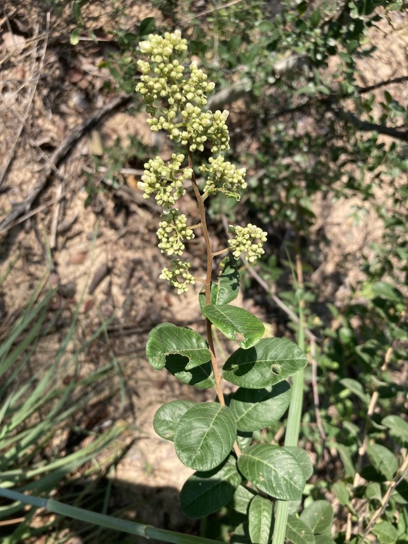 Ozoroa schinzii photo 2