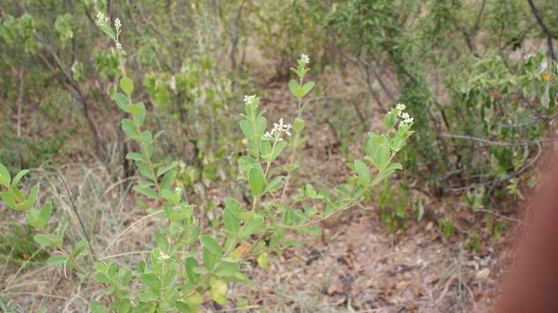 Ozoroa schinzii photo 3