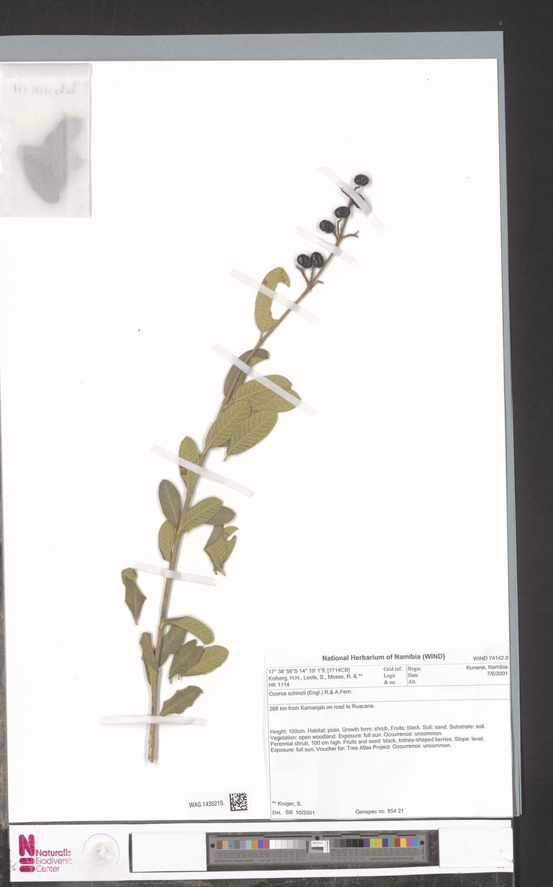 Ozoroa schinzii photo 6