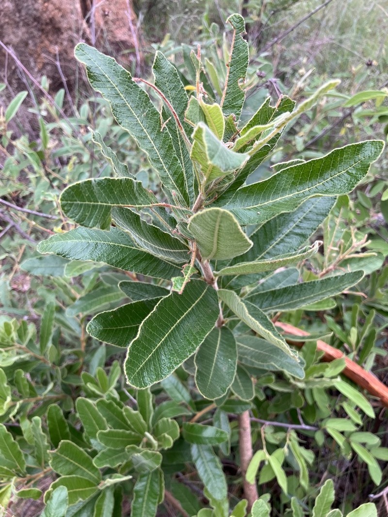 Ozoroa sphaerocarpa