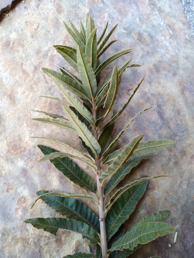 Ozoroa sphaerocarpa photo 2