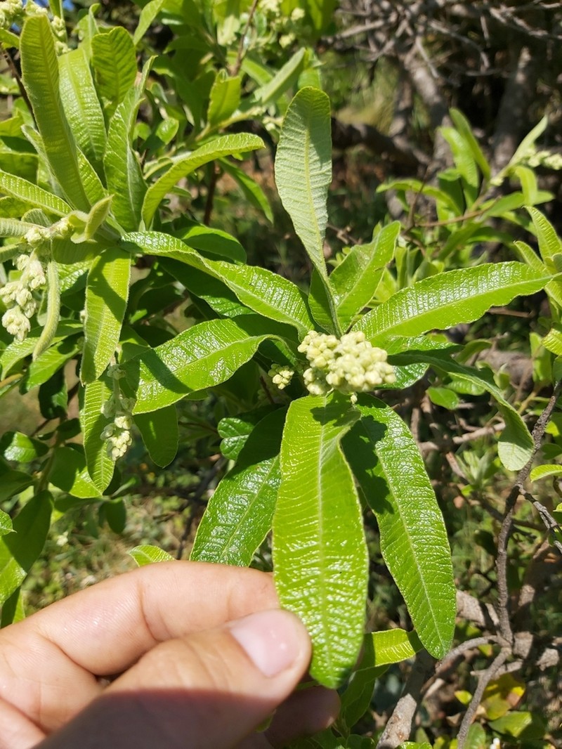 Ozoroa sphaerocarpa photo 3
