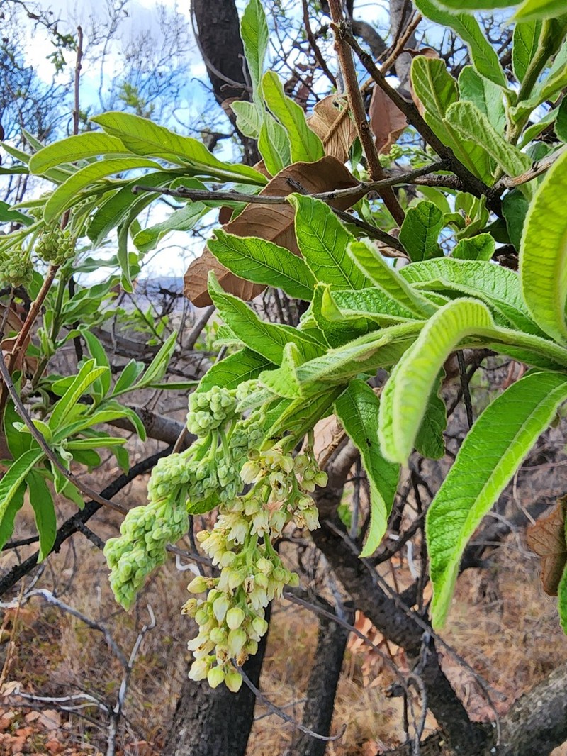 Ozoroa sphaerocarpa photo 5