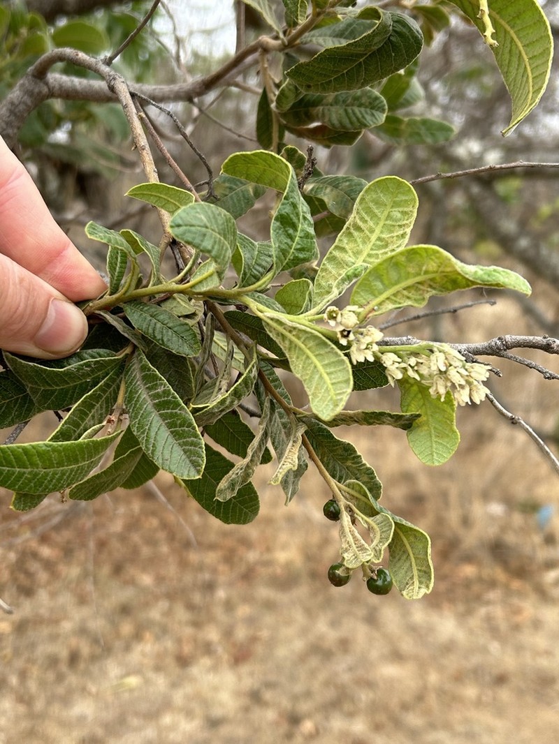 Ozoroa sphaerocarpa photo 6