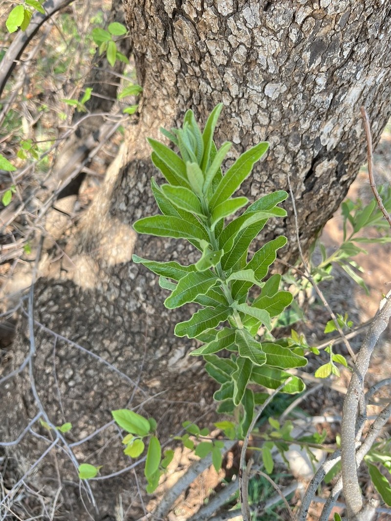 Ozoroa sphaerocarpa photo 8