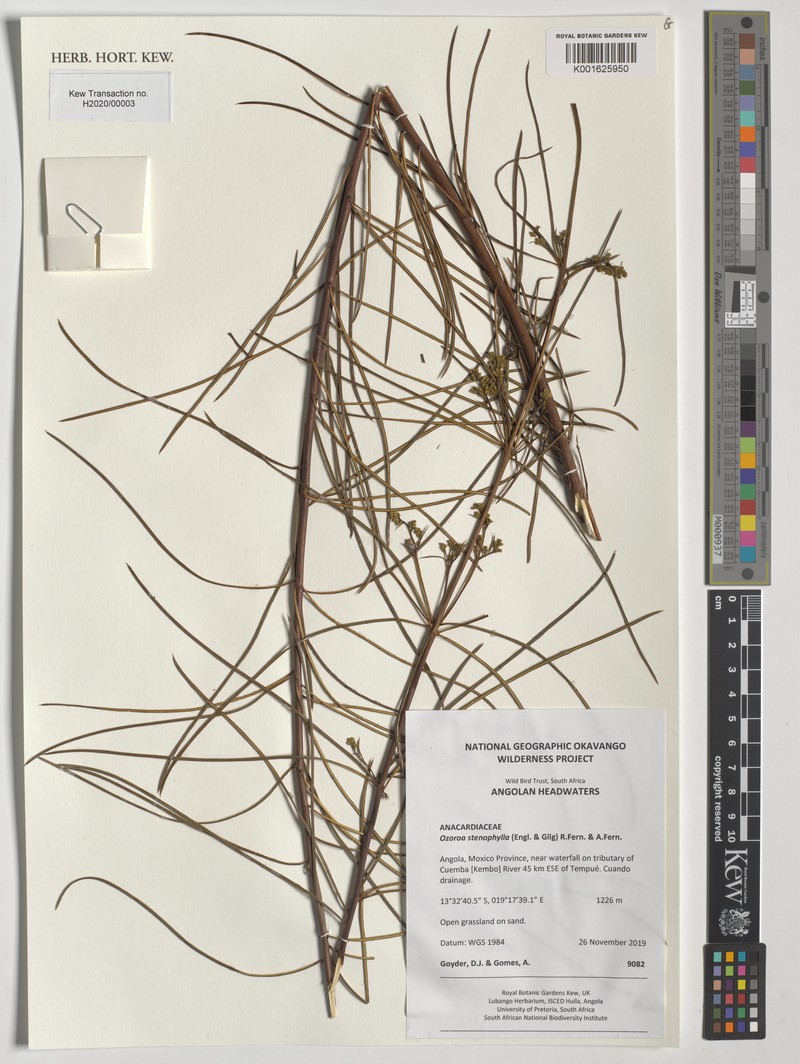 Ozoroa stenophylla