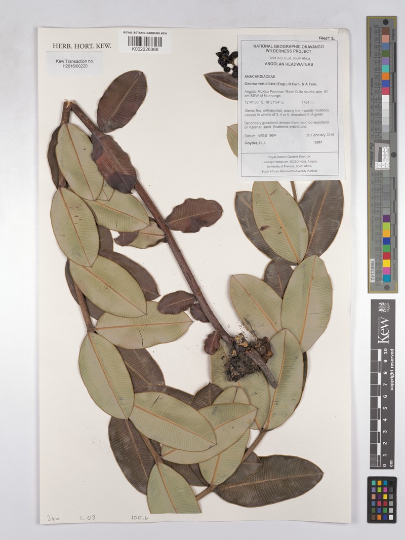 Ozoroa verticillata