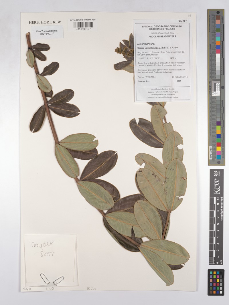 Ozoroa verticillata photo 2