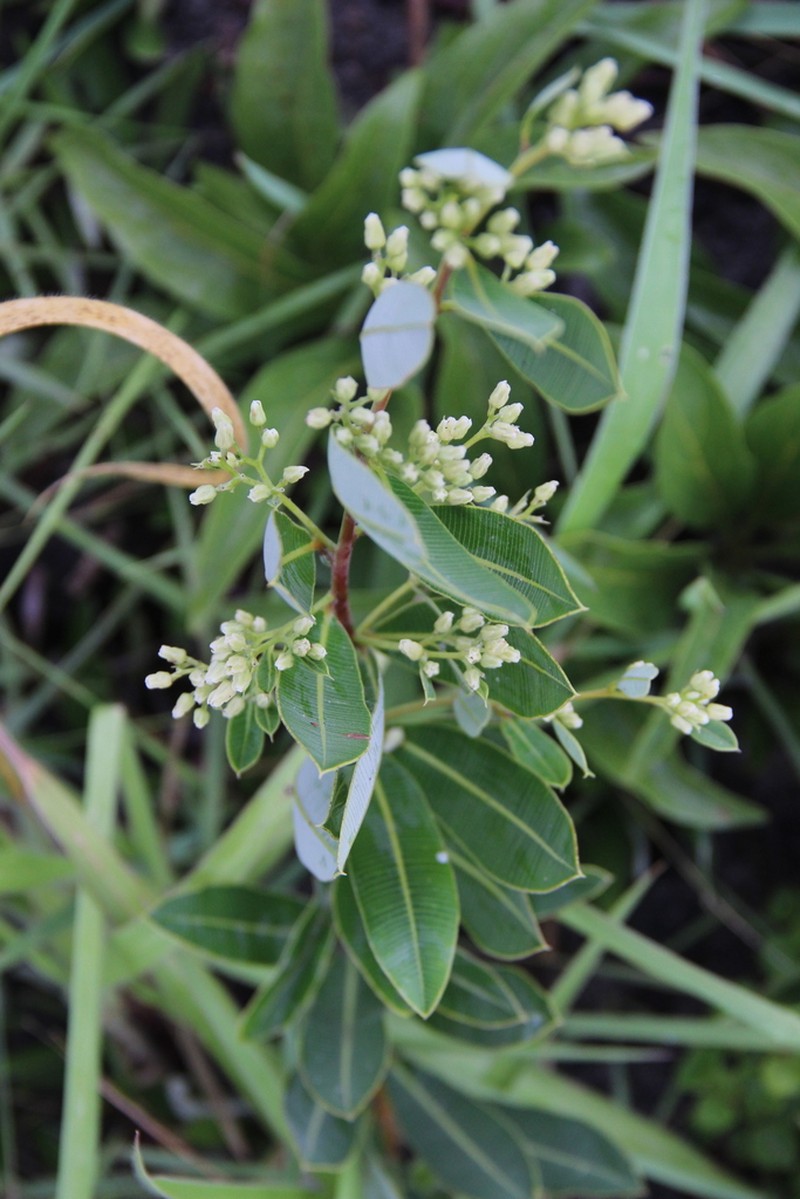 Ozoroa xylophylla