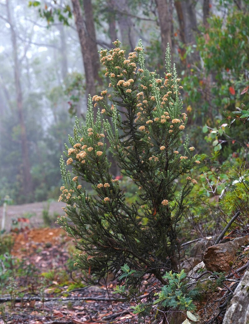 Ozothamnus buchananii
