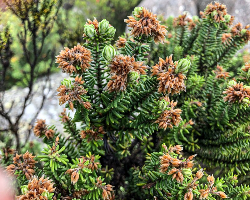 Ozothamnus buchananii photo 2