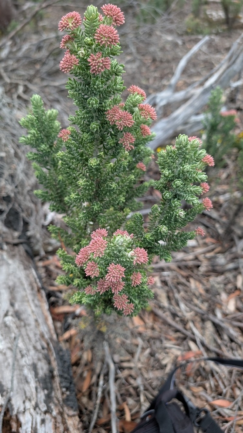 Ozothamnus buchananii photo 3