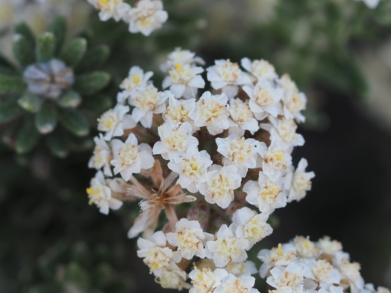 Ozothamnus buchananii photo 4
