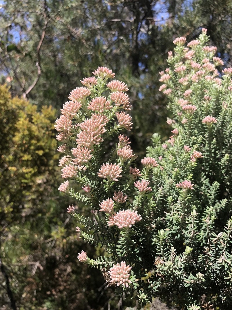 Ozothamnus buchananii photo 5