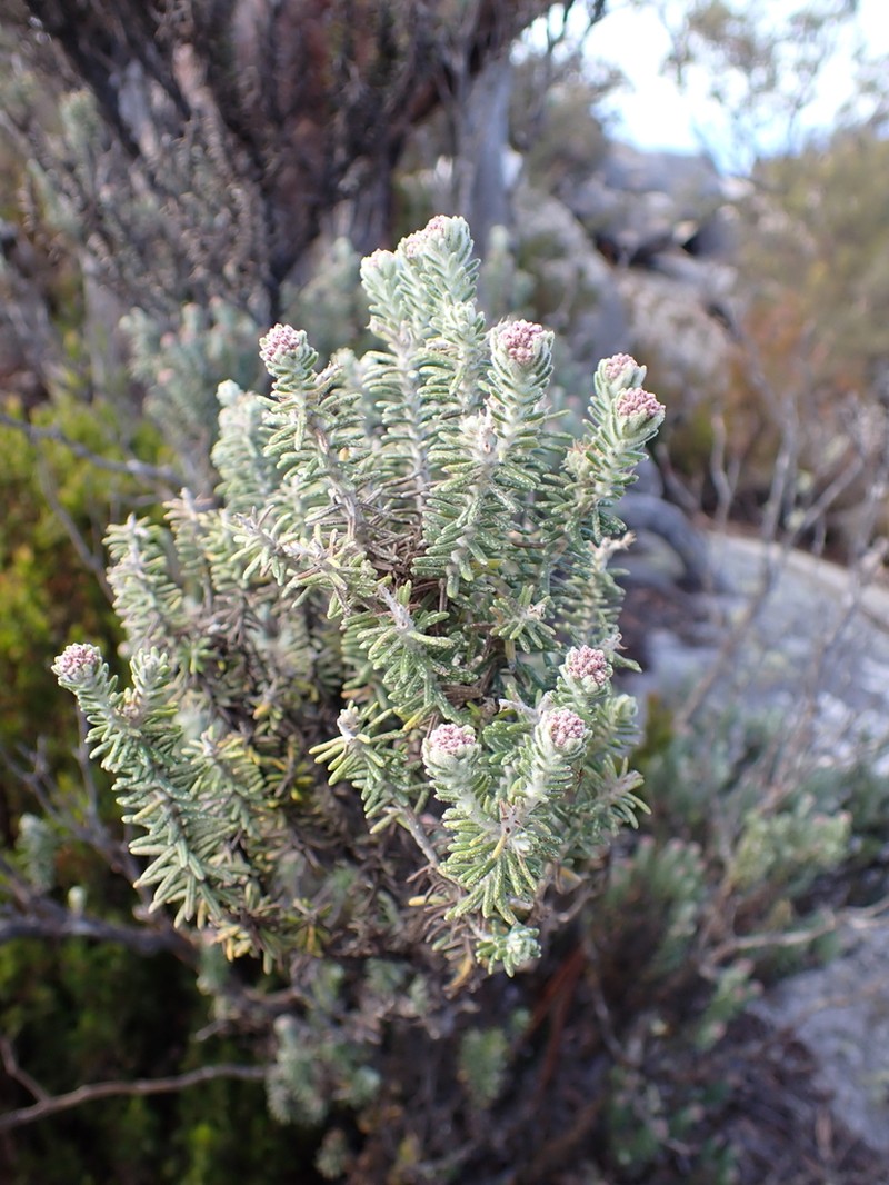 Ozothamnus buchananii photo 6