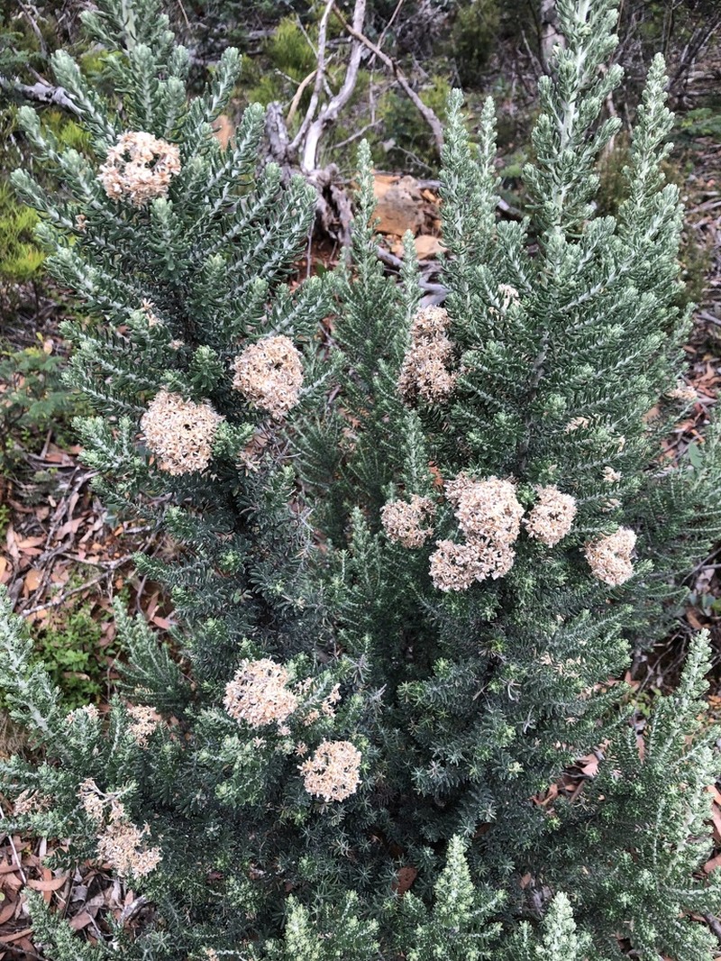 Ozothamnus buchananii photo 7