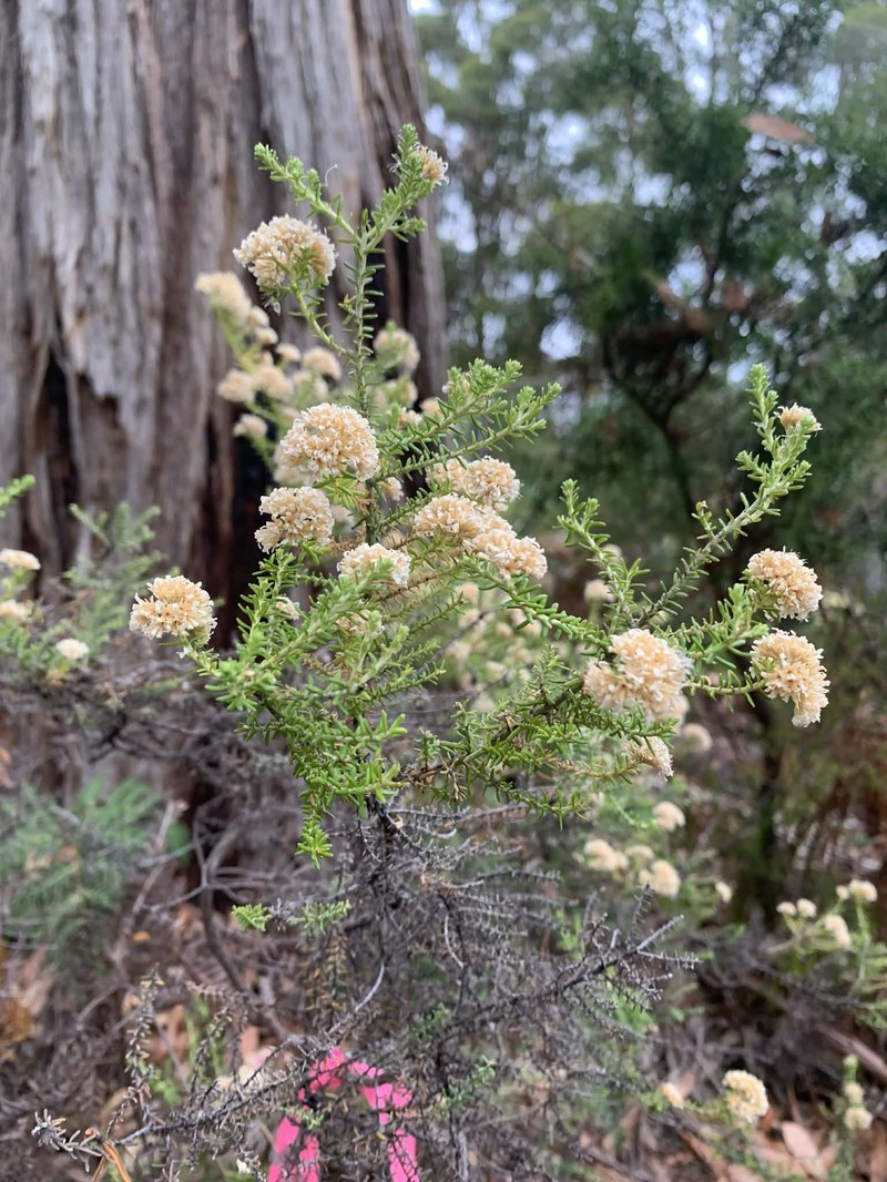 Ozothamnus floribundus