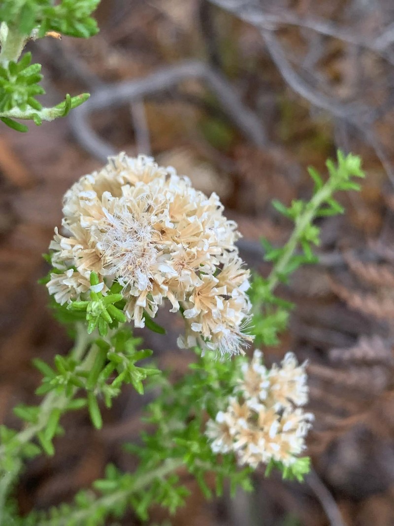 Ozothamnus floribundus photo 2
