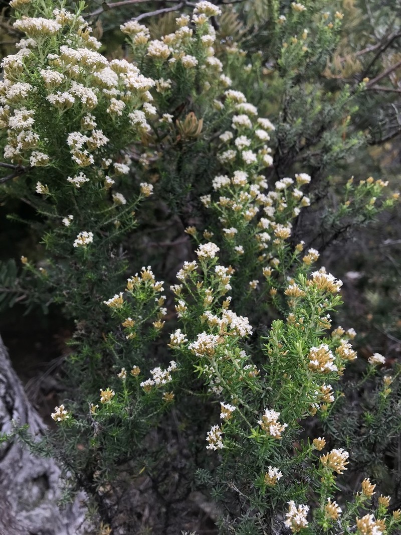 Ozothamnus floribundus photo 4