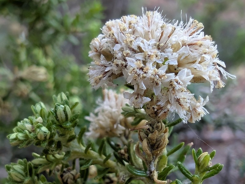 Ozothamnus floribundus photo 5